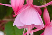 fuschia